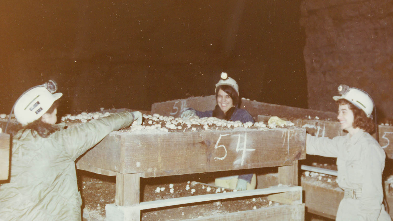 Workers at the Kentucky Mushroom Farm pick and pack mushrooms in a limestome cave during the 1970's.