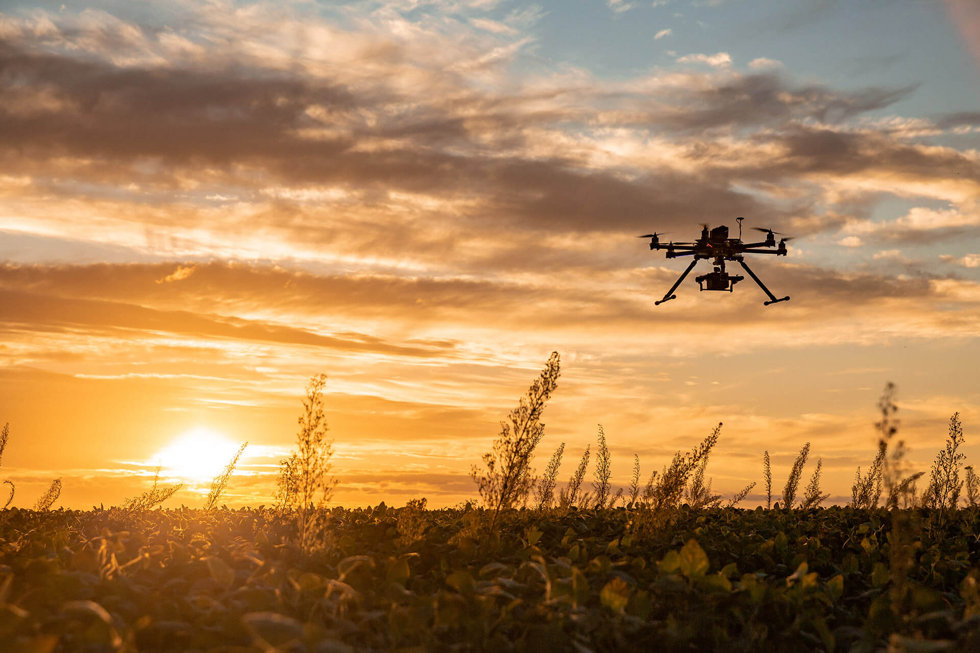 A drone hovers over a field of soy beans at sunset