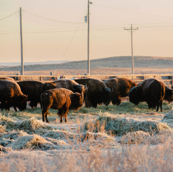 Buffalo stand in their enclosure on a frosty morning at sunrise