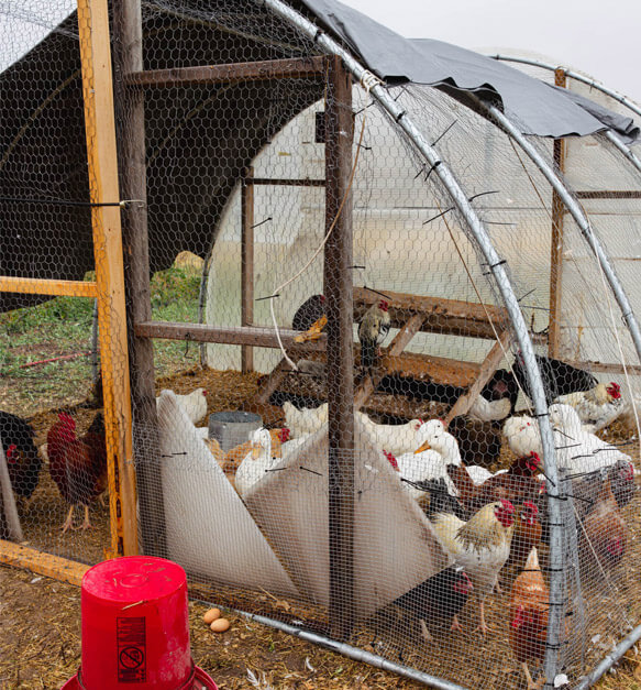 Chickens and ducks mingle in a shared enclosed pen