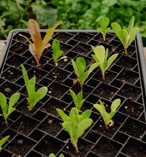 Lettuce seeds sprout in planting trays in a greenhouse