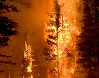 photo 2 - WIldfire Caption below